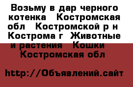 Возьму в дар черного котенка - Костромская обл., Костромской р-н, Кострома г. Животные и растения » Кошки   . Костромская обл.